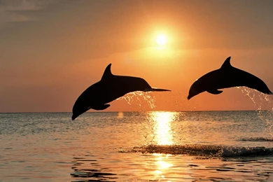 Dolphin Wallpapers