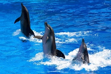 25 Cute Free Dolphin Wallpapers