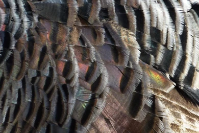 MLeWallpapers.com   Wild Turkey Feathers I
