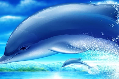 Amazing Dolphins Wallpapers