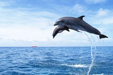 Dolphin Wallpapers   HD Wallpapers Pretty