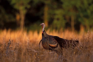 Wild Turkey Hunting Wallpapers   WeSharePics