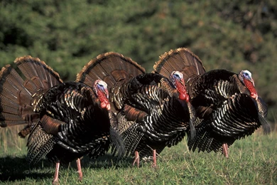 Turkey Hunting Blogs