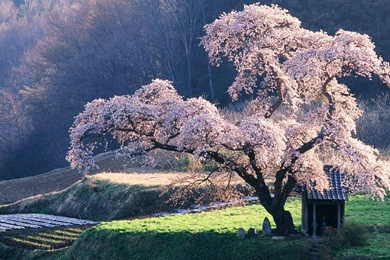 Tree HD Nature Wallpapers