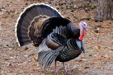 Turkey Bird Wallpapers   HD Wallpaper Backgrounds Of Your Choice