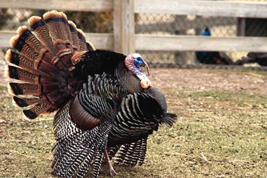 Wild Turkey Wallpapers Photo.