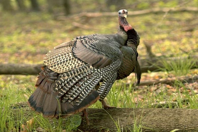 Wild Turkey In Its Natural Habitat Wallpapers Photo.