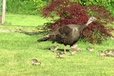 Turkey Bird Desktop Wallpaper,Turkey Bird Images, New Wallpapers