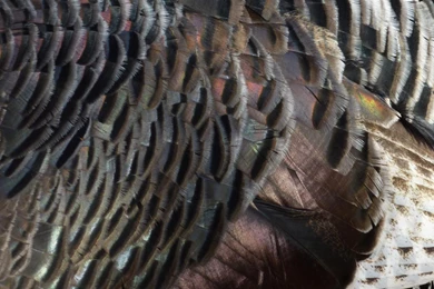 MLeWallpapers.com   Wild Turkey Feathers I