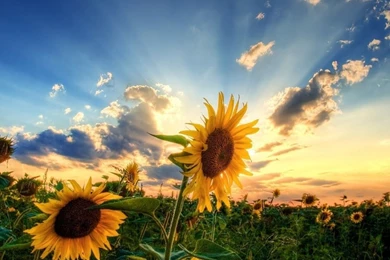 Pobrać Tapety Na Tableta