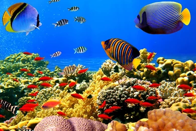 Akwarium, Morze Ryby Ekzotyczne