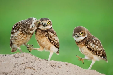 Owl Baby Birds Showing Love With Each Other Very Lovely ~ Dream ...