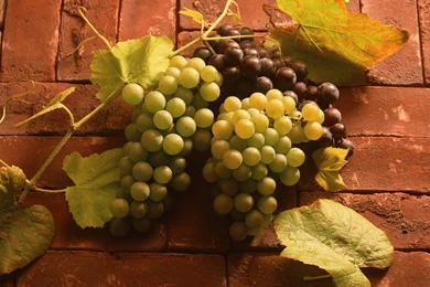 Fruit. Desktop Wallpapers Beautifully Pictured On Digital Photo Club