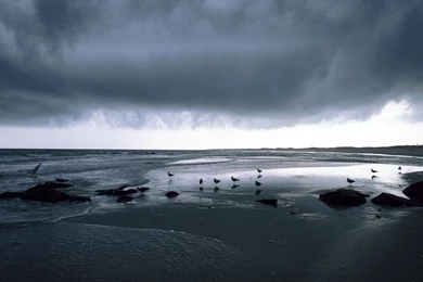 E.B. Forsythe Wildlife Picture, Long Beach Island Wallpapers ...