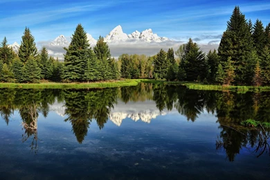 Pine Forest Wallpapers High Quality HD 14838   Amazing Wallpaperz