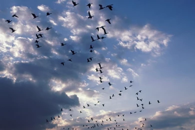 Flying Birds High Quality Wallpapers 11650   Amazing Wallpaperz