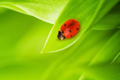 Just one ladybug hd wallpaper.jpg