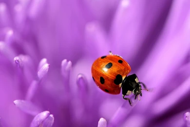 Other: Ladybug Purple Dot Pink Black Red Macro Flower Insecte Lady ...