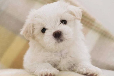 Hd Wallpapers For Android Mobile Download