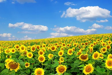 Beautiful Sunflower Wallpapers Themes