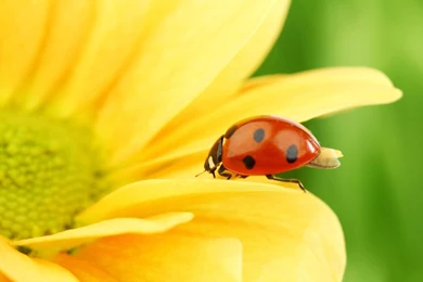 Sunflower Wallpapers — Free Full HD Wallpaper. Widescreen HQ ...