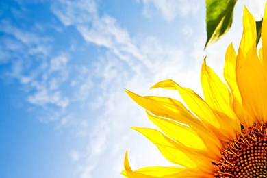 Sunflower Desktop Wallpapers Free   Wallpapers Cave