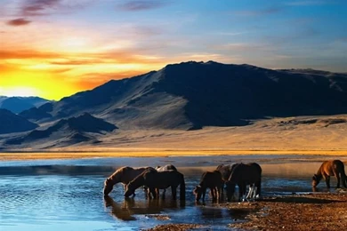 Amazing Scene With Horses Mac Wallpapers Download
