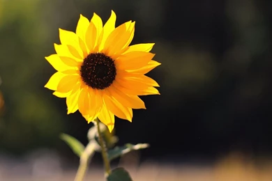 Lovely Sunflower Wallpapers