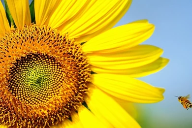 1600x900 Bee Sunflower Wallpapers