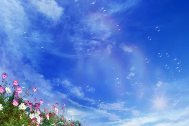 Wallpaper: Hd Wallpapers Meadow