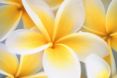 Cool Flowers Wallpapers