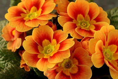 Cool Orange Flower Wallpapers