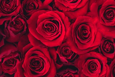 Red Roses Beautiful Red Rose Wide Hd New Wallpapers Red Rose Free ...