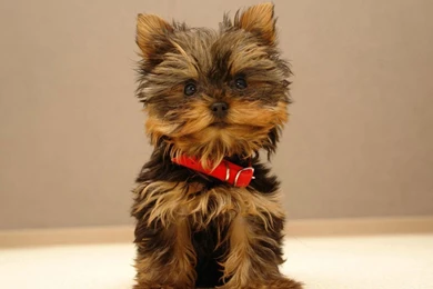 Gallery For   Cute Yorkshire Terrier Puppies Wallpapers