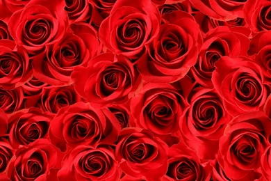 Wallpaper with red roses a wall of roses flowers large on the ...