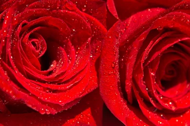Water Drops On Red Roses Wallpapers   Flower Wallpapers