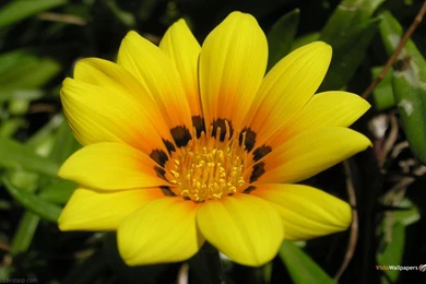 Cool Flower Wallpaper