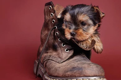 Yorkshire terrier puppies pictures images 44   The Dog Wallpapers ...