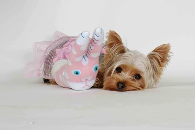 Yorkshire Terrier Desktop Wallpaper, Yorkshire Terrier Backgrounds ...