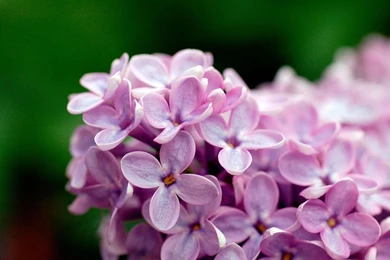 Light, Flowers, Background, Cool, Purple, Flower, Wallpapers ...