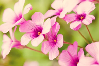 Real Flower Wallpapers HD Wallpapers Desktop Wallpapers ...