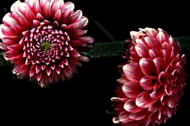 Dahlia Flower HD Wallpapers
