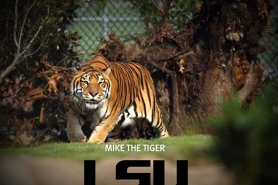 Useful LSU Mike The Tiger Wallpaper, Background, Picture For ...