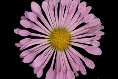 Flower Power   Flowers Wallpapers (247559)   Fanpop