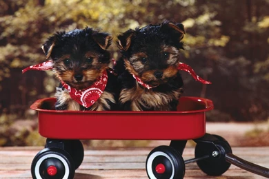 Dogs: Wagon Trail Red Yorkie Poo Yorkies Puppies Radio Flyers Free ...