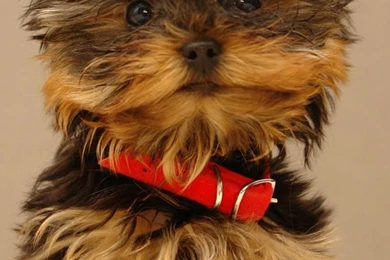 Yorkshire Terrier Puppy S4 Wallpapers