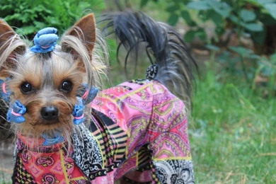 Download Wallpapers 2560x1024 Yorkshire Terrier, Costume, Dog ...