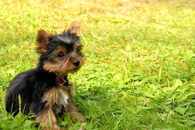 Yorkshire Terrier Puppy Baby Dog Grass