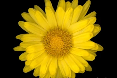 Flower Power   Flowers Wallpapers (247555)   Fanpop