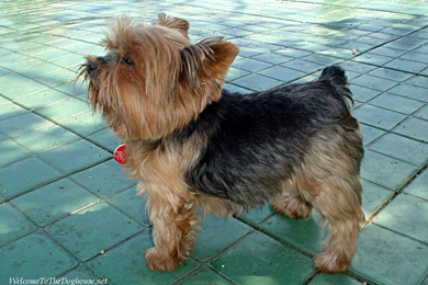 Breeds Of Yorkshire Terrier   The Dog Wallpapers   Best The Dog ...